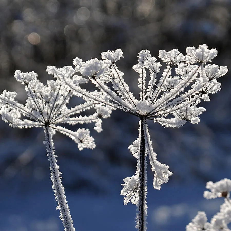 Blume_2x
